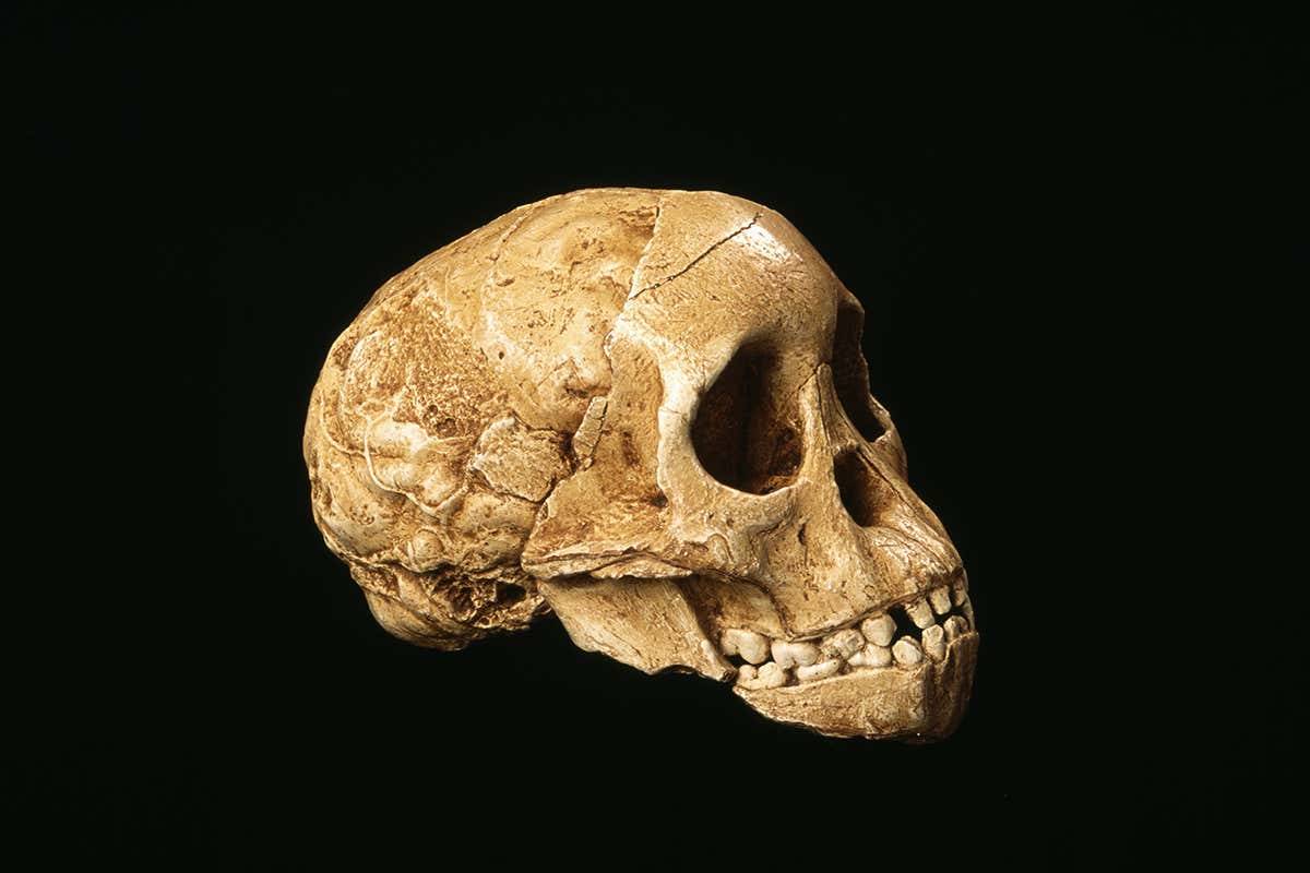 اولین گونه از انسان با مغزی ابتدایی آفریقا را ترک کرد