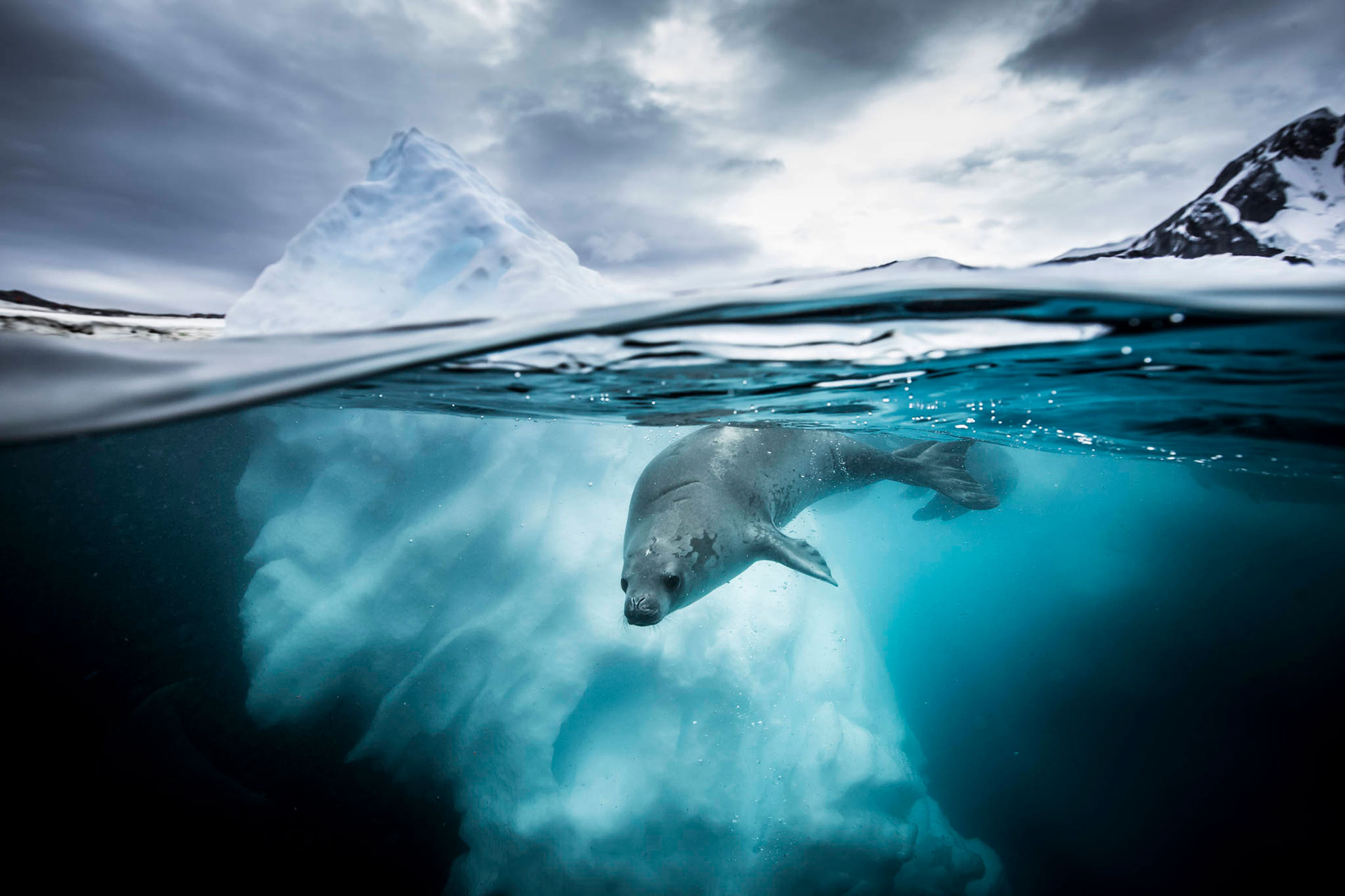 ۳۰ عکس مسحورکننده که در مسابقه عکاس سال زیر آب ۲۰۲۱ برنده شدند