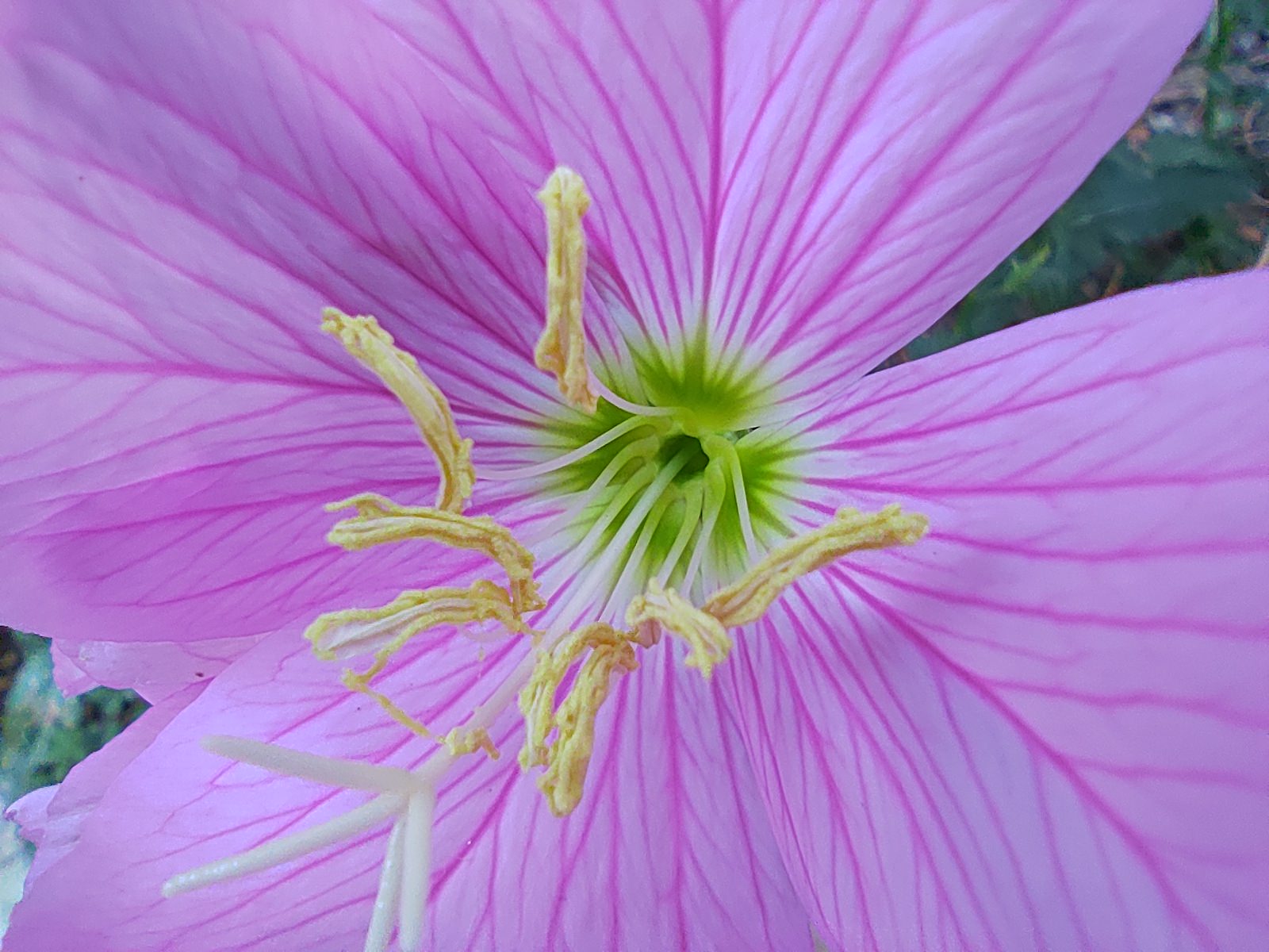 عکس نمونه ماکرو ردمی نوت ۱۰ - گل صورتی از نمای نزدیک