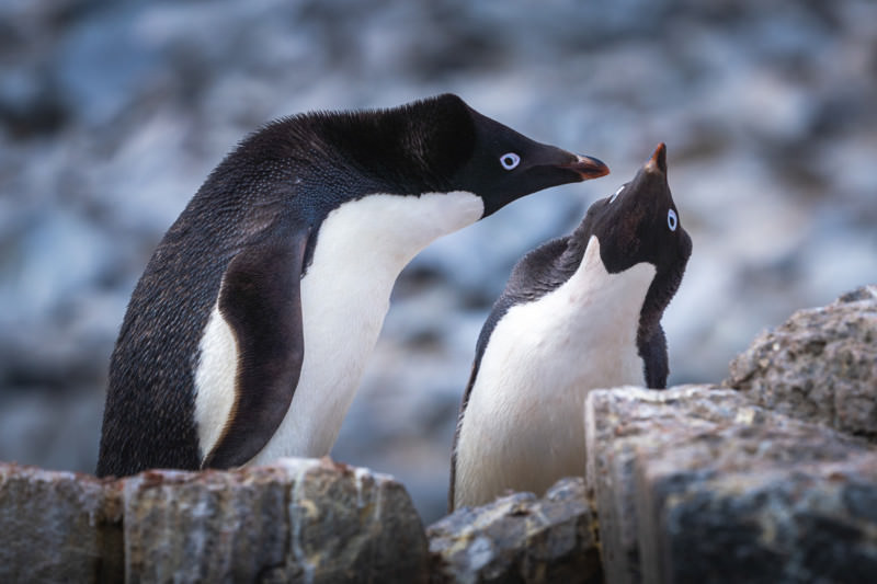   پنگوئن‌های آدلی در حال مشاجره