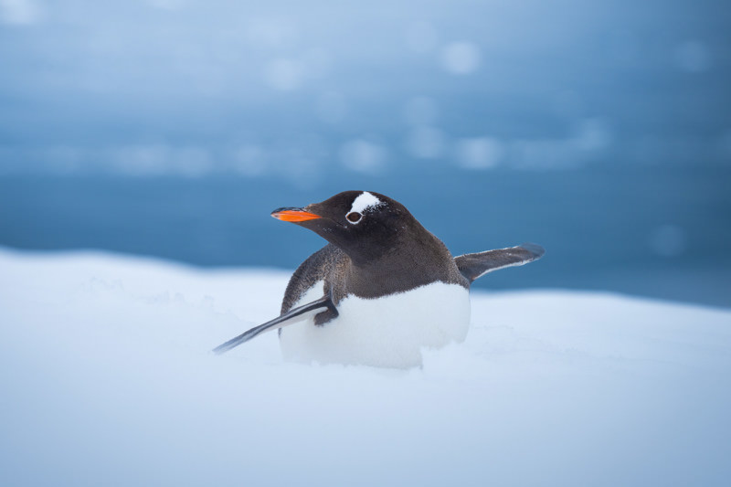 پنگوئن جنتو درحال خوشگذرانی