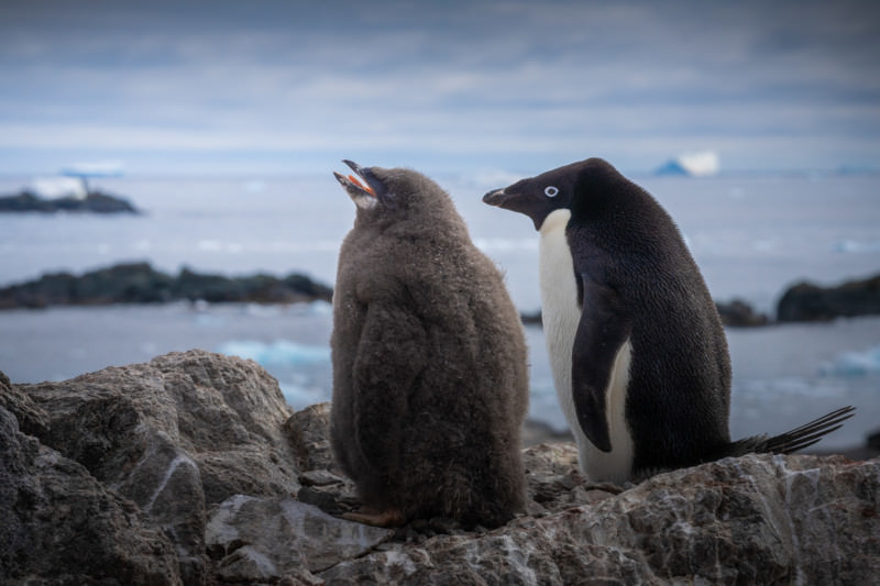  پنگوئن آدلی در کنار جوجه‌اش