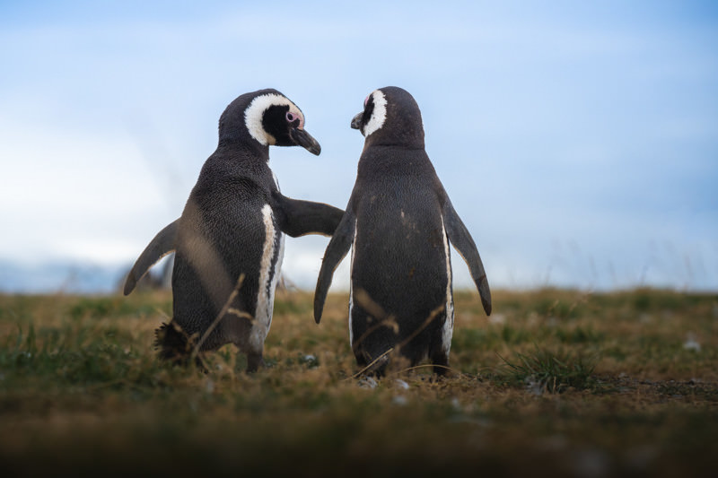 دو پنگوئن مگدالنا درحال صحبت