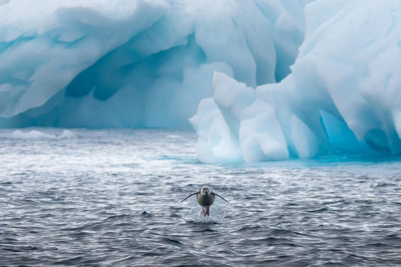 پنگوئن در حال شنا و پریدن