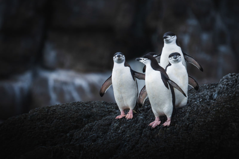 یک دسته پنگوئن ریش‌خطی