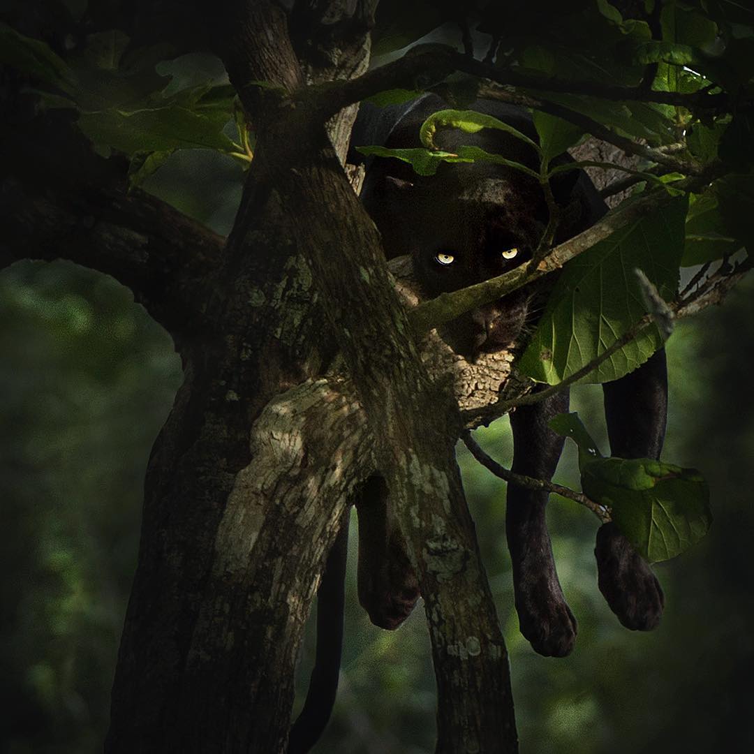 پلنگ سیاه در جنگل هند روی درخت/ شاز جاگ