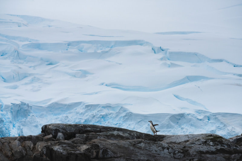 پنگوئن ریش‌خطی در برابر یخچال‌های طبیعی قطب جنوب