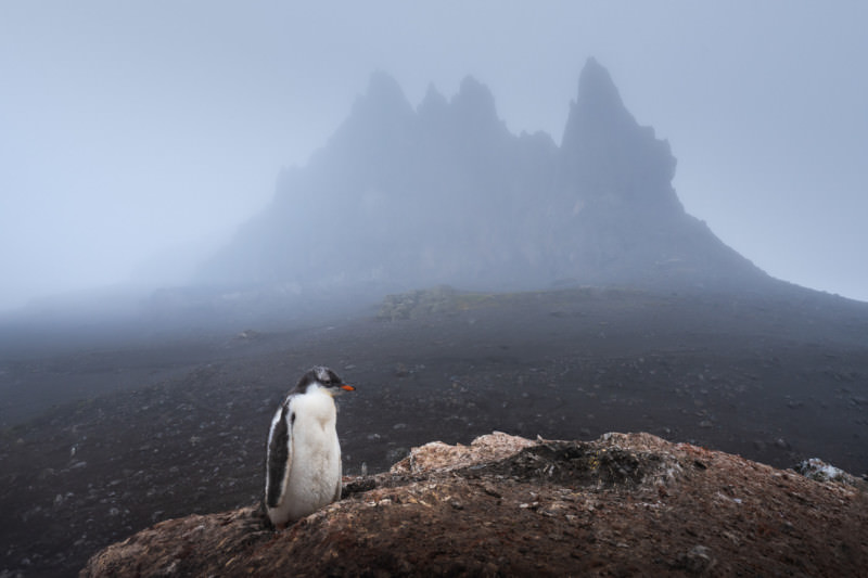 4cad4592335623.5e4922cacd4c9 800x533 - تصاویر دیدنی از پنگوئن‌های دوست‌داشتنی قطب جنوب