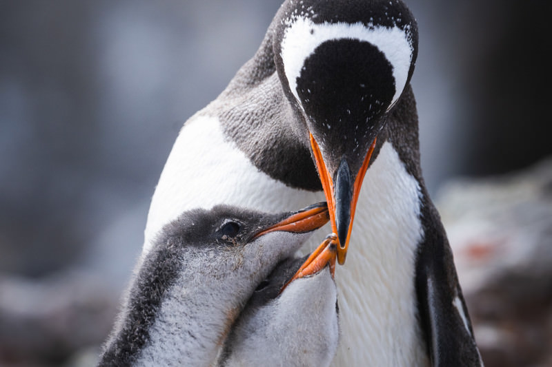 پنگوئن جنتو که در حال غذادادن به دو جوجه‌اش