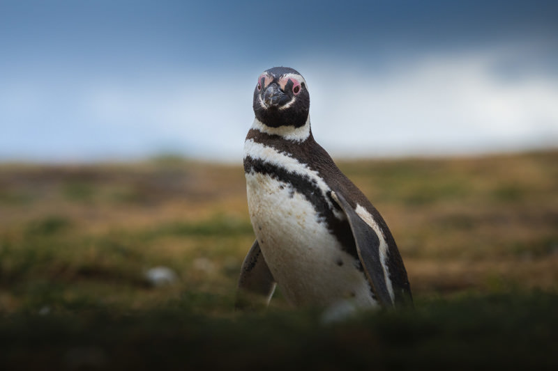 پرتره‌ای از یک پنگوئن ماگدالنا