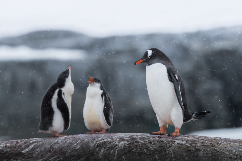 پنگوئن جنتوی مادر که در حال تماشای بازی دو جوجه‌ی کوچکش