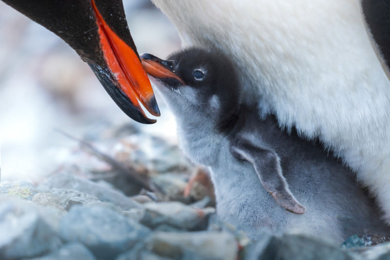  پنگوئن جنتو در حال غذا دادن به جوجه‌ی کوچکش