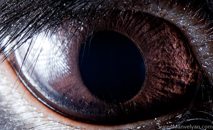 animal eyes photography suren manvelyan blackrabbit - اسرار چشم‌ها؛ ۳۰ تصویر منحصربه‌فرد از چشم‌ حیوانات