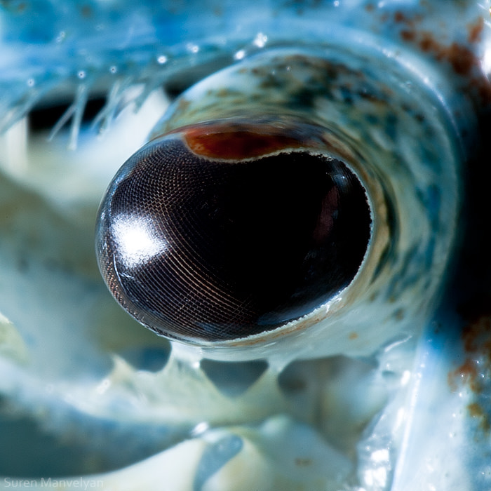 چشم خرچنگ خاردار آبی / سوران مانولیان