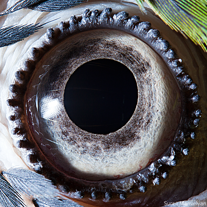 animal eyes photography suren manvelyan macaw - اسرار چشم‌ها؛ ۳۰ تصویر منحصربه‌فرد از چشم‌ حیوانات