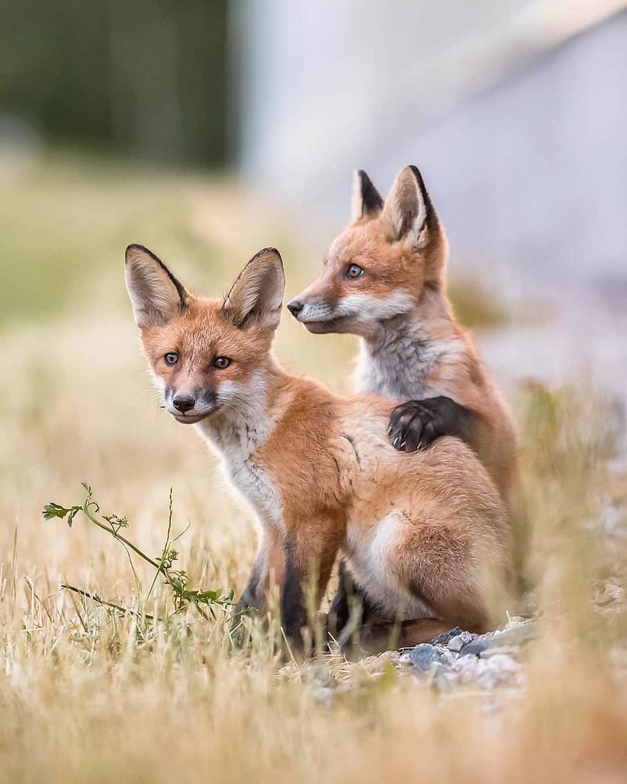 دو بچه‌ روباه در مزرعه / آسی سارینن