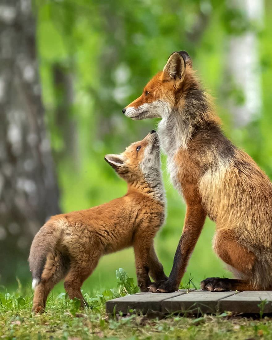 بچه‌ روباه و مادرش/ آسی سارینن