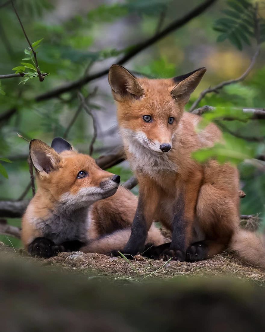 دو بچه‌ روباه در جنگل / آسی سارینن