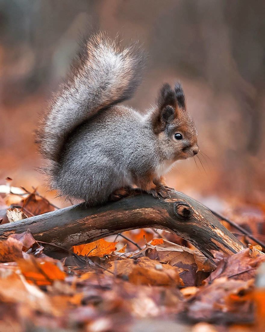بچه‌ سنجاب روی شاخه/ آسی سارینن