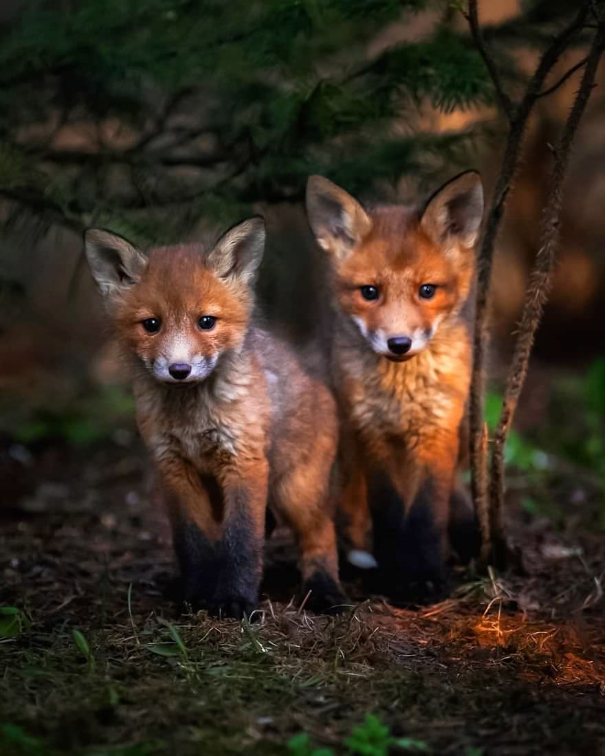 دو بچه‌ روباه / آسی سارینن