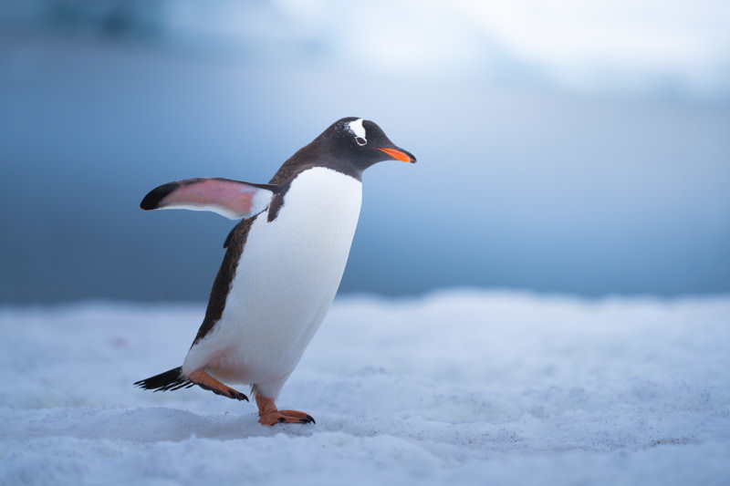 پنگوئن جنتو روی برف ها