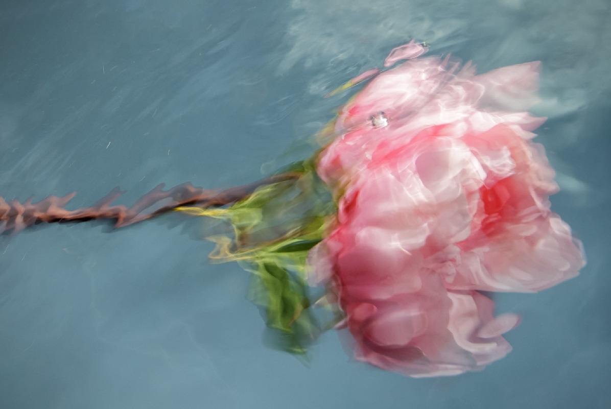 مرز بین عکس و نقاشی؛ تصاویر زیبا از گل‌ها در زیر آب