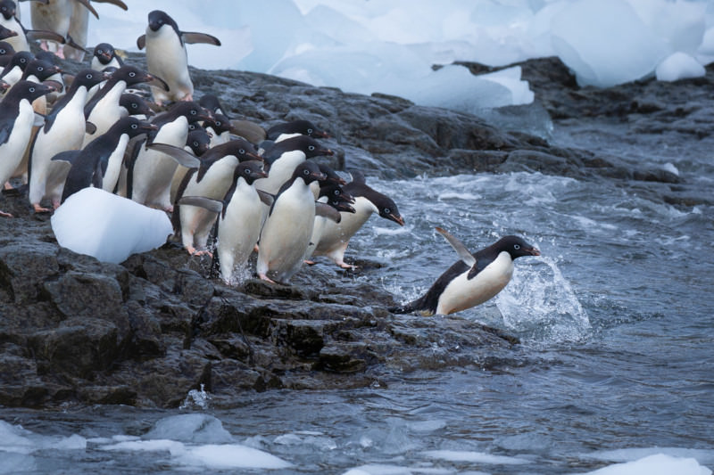bbc3e692335623.5e4922cad1644 800x533 - تصاویر دیدنی از پنگوئن‌های دوست‌داشتنی قطب جنوب