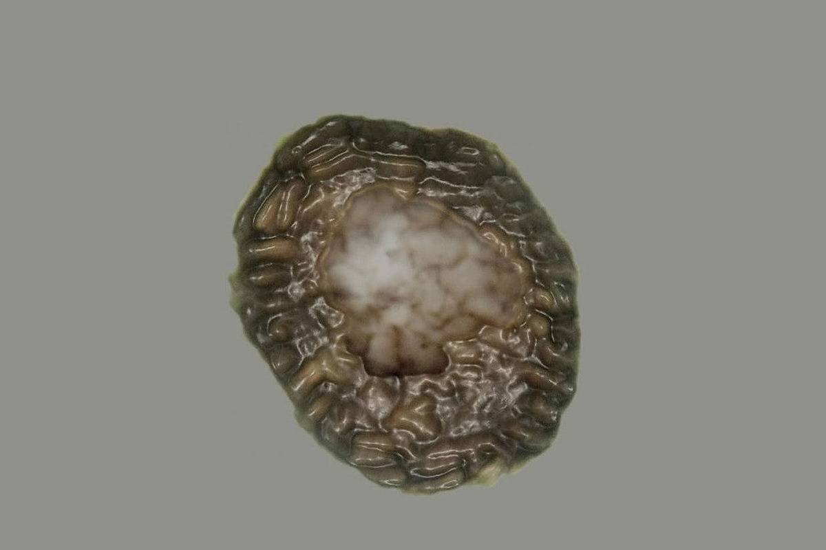 گوی‌های فسیلی یک‌میلیاردساله؛ قدیمی‌ترین حیات چندسلولی شناخته‌شده زمین