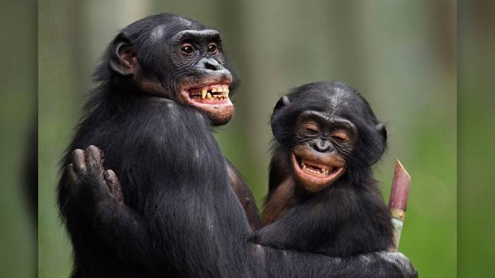 بونوبو /  bonobo