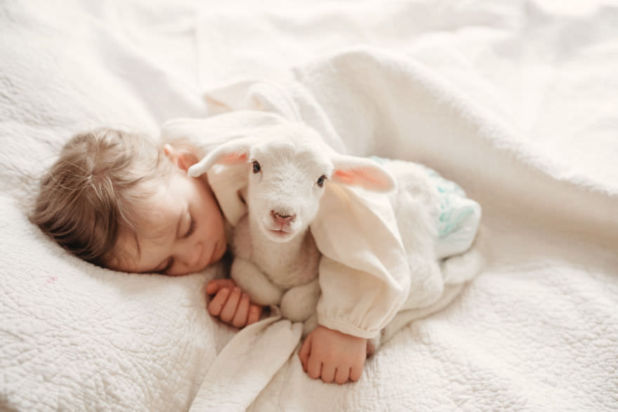 تعامل کودکان و حیوانات گوسفند/ اندریا مارتین