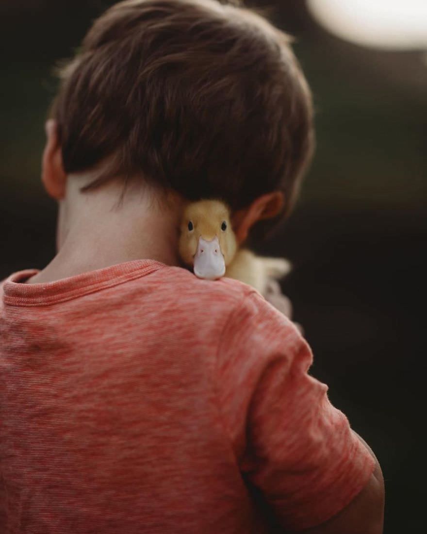 تعامل کودکان و حیوانات جوجه اردک/ اندریا مارتین