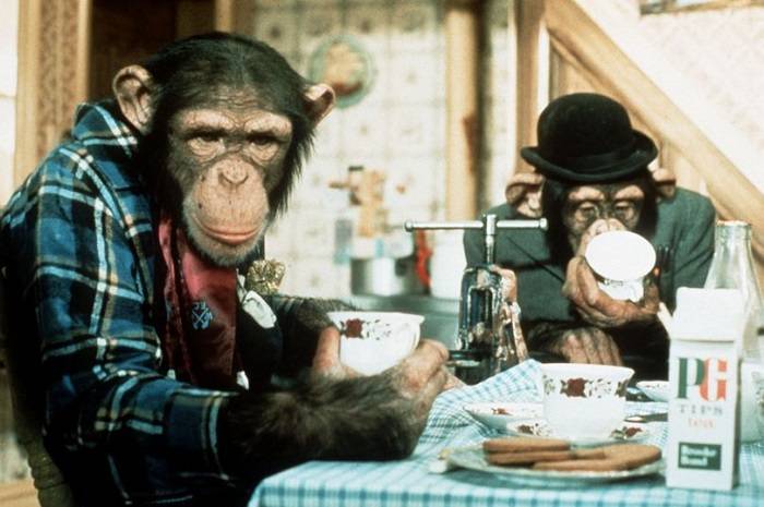 تبلیغ چای توسط شامپانزه ها در بریتانیا / PG Tips