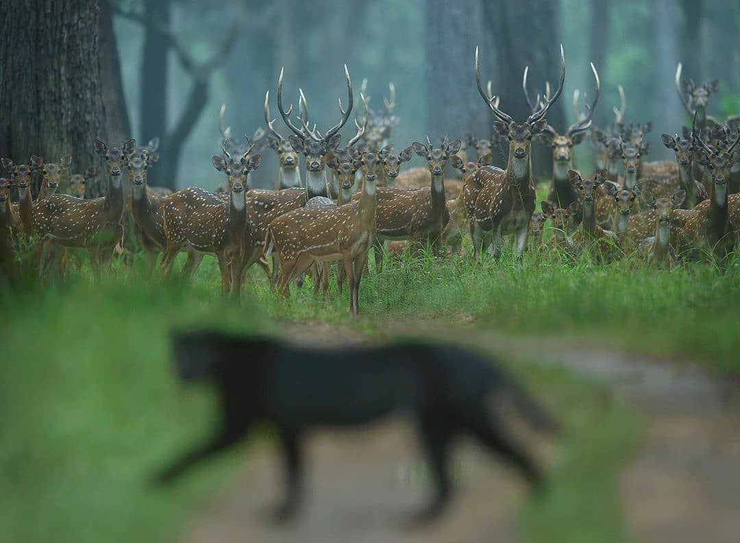 code black %E2%80%A2 %F0%9F%93%B8 by shaazjung a herd of indian axis deer suspend grazing operations as a melanis 1 - ۱۹ تصویر دیدنی از پلنگ سیاه در جنگل‌های هند