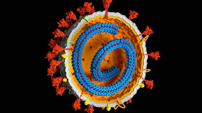 ساختار ویروس کرونا