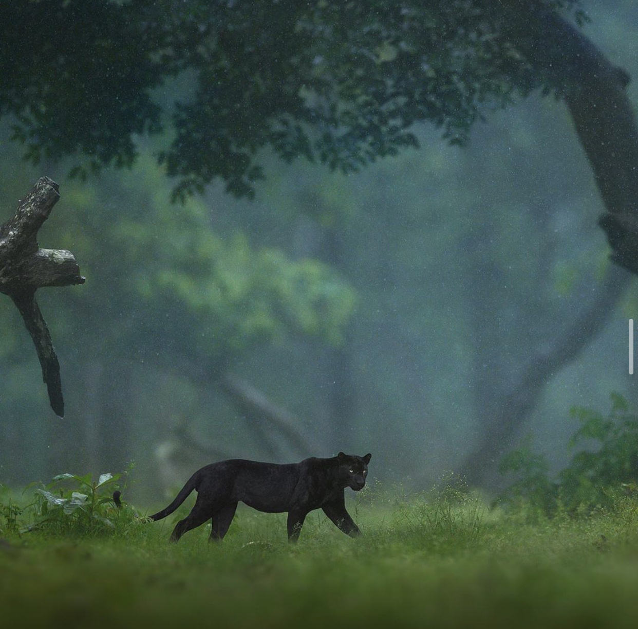 پلنگ سیاه در میلن جنگل هند/ شاز جاگ