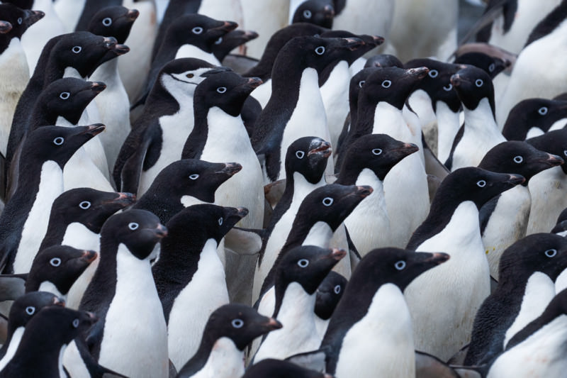 یک دسته پنگوئن