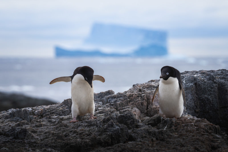 دو پنگوئن آدلی با پس‌زمینه‌ی یک تکه یخ عظیم