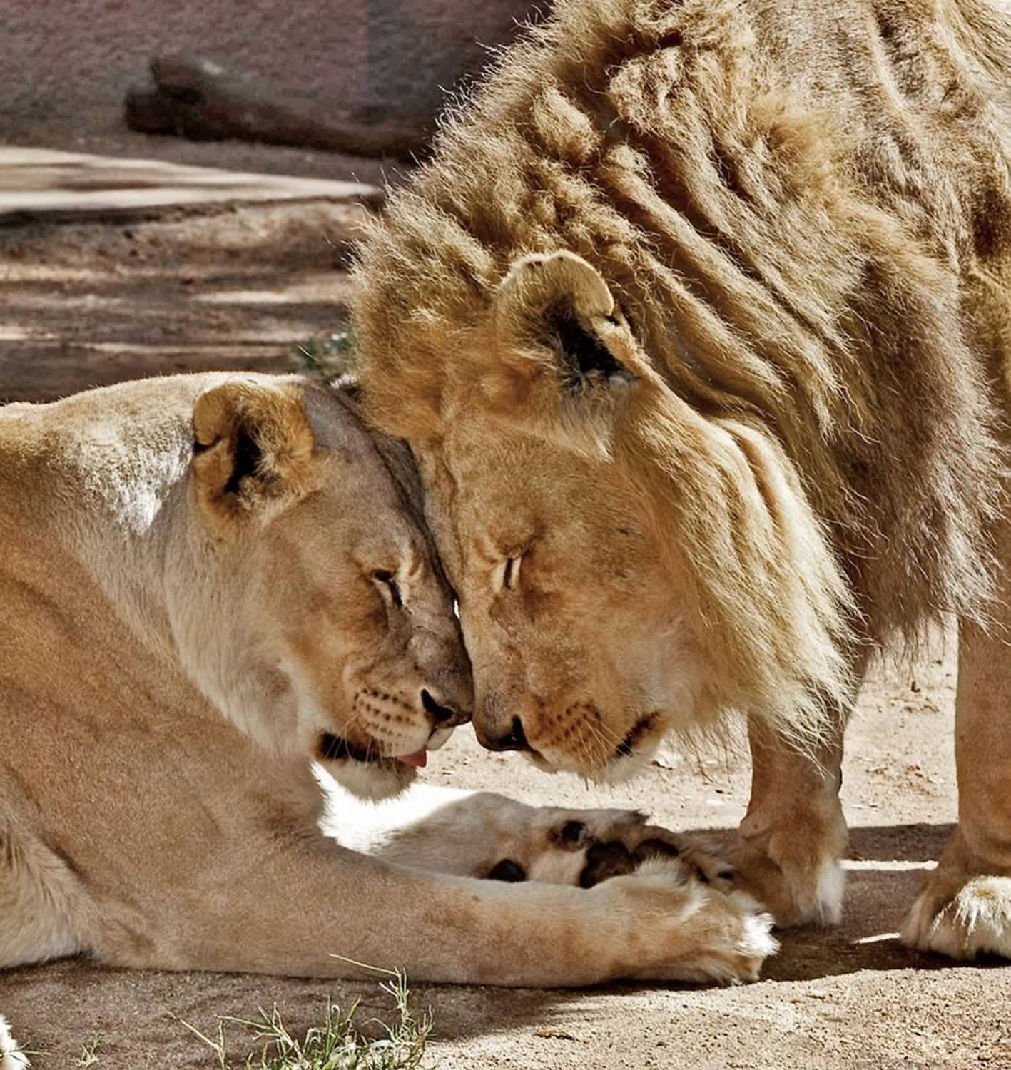 دو شیر آفریقایی عاشق در باغ وحش/ هوبرت و کالیسا