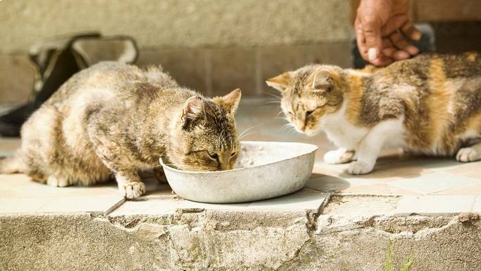 غذا دادن به گربه ها