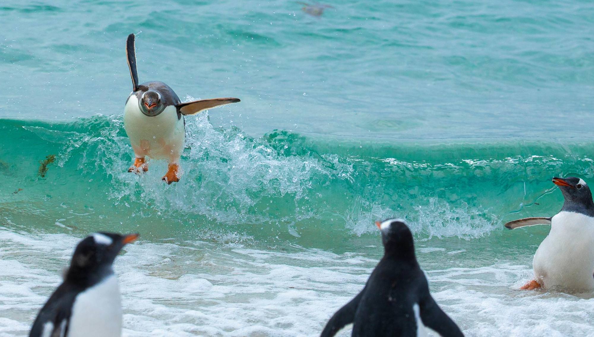 پنگوئن موج سوار خوشحال /تام اسونسون/ مسابقه عکاسی کمدی حیات‌وحش