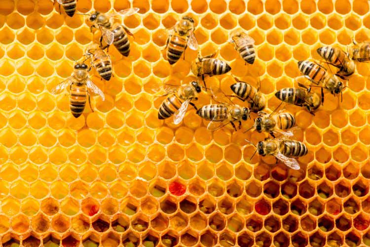 زنبور عسل فیبوناچی