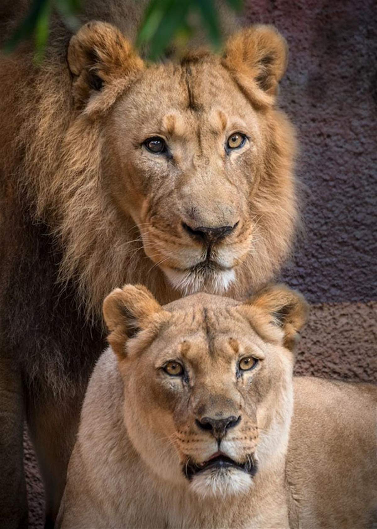 دو شیر آفریقایی زیبا در باغ وحش / هوبرت و کالیسا