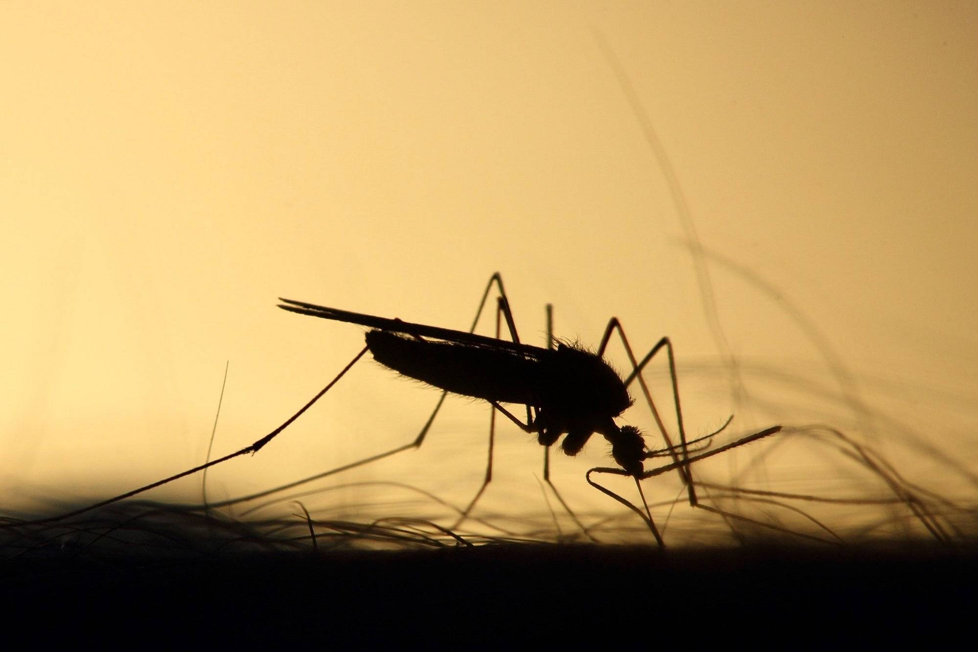 اولین پشه‌های اصلاح‌شده ژنتیکی در آمریکا رها شدند