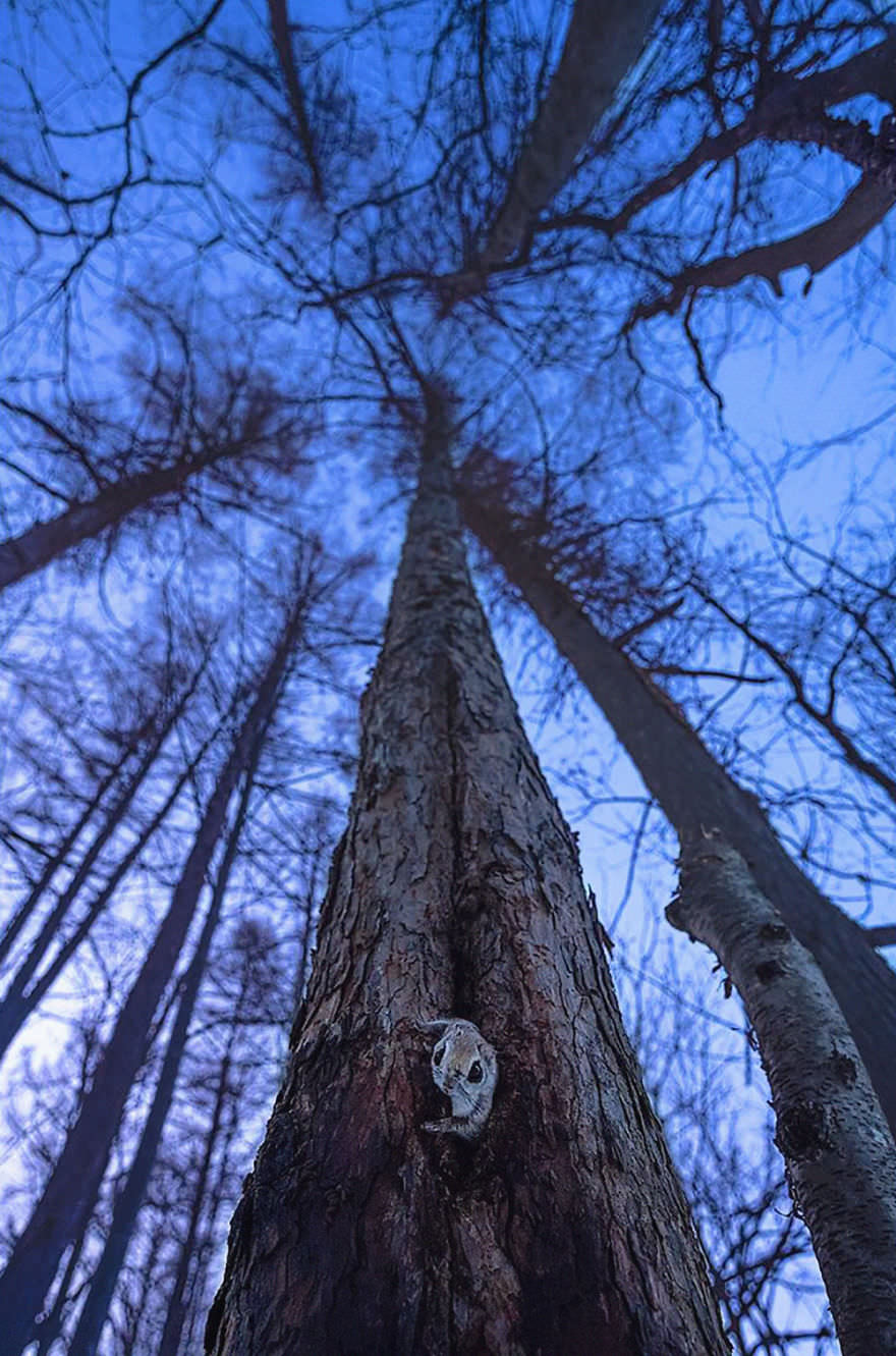 سنجاب پرنده کوتوله ژاپنی روی درخت / هاندا ناتسومی