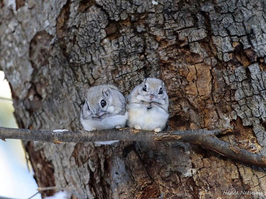 دو سنجاب پرنده کوتوله ژاپنی روی شاخه / هاندا ناتسومی