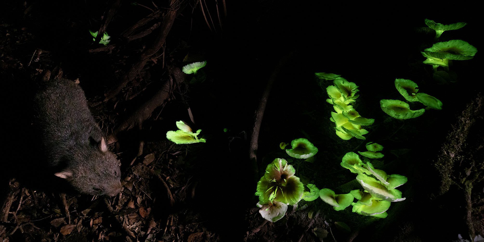 جنگل طلسم‌شده / لینکلن مکگرگور/ مسابقات عکاسی محیط زیستی ۲۰۲۱