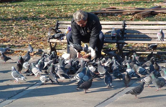 غذا دادن به کبوترها