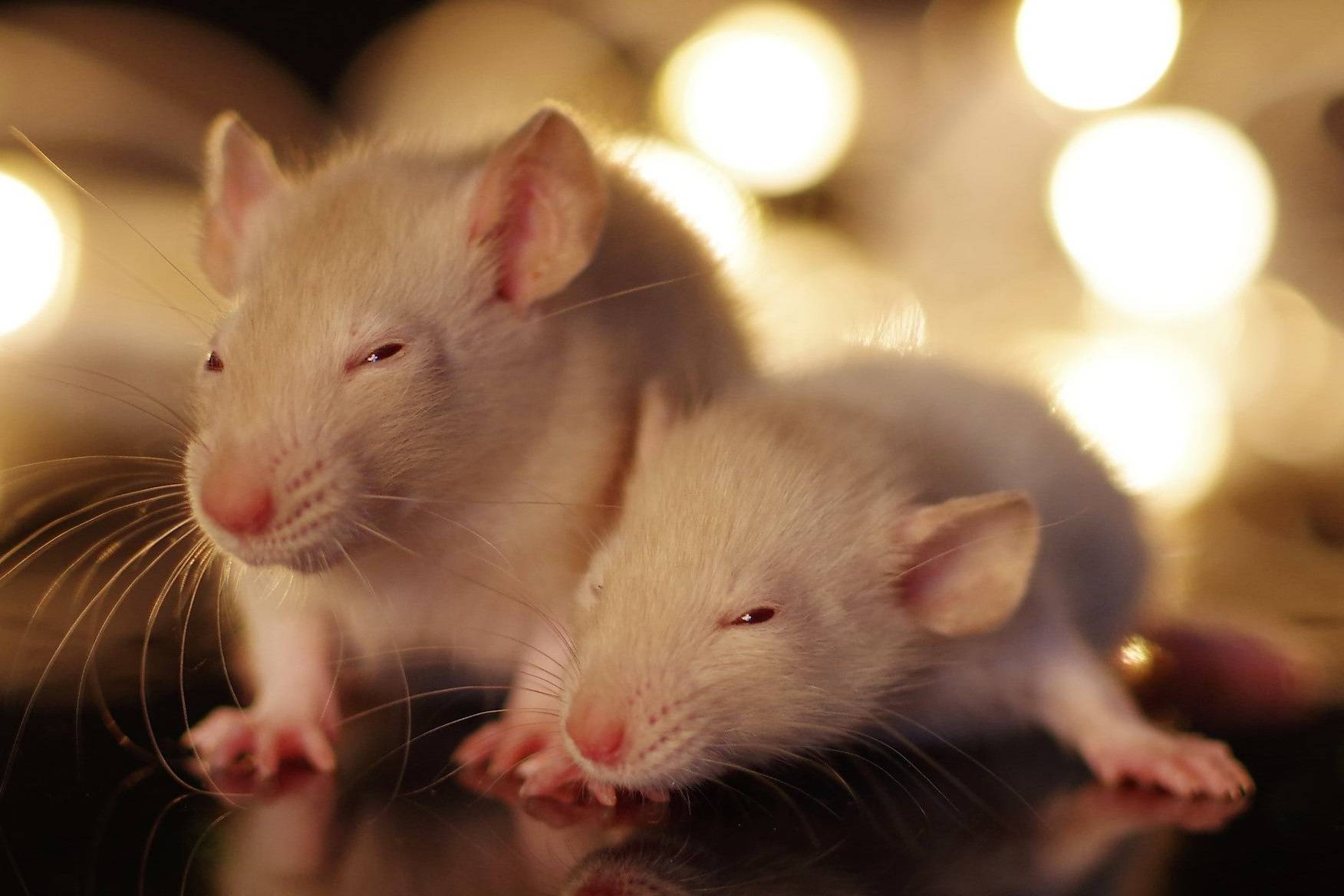 موفقیت دانشمندان در ایجاد ارتباط بین موش‌ها به کمک دستگاه بی‌سیم