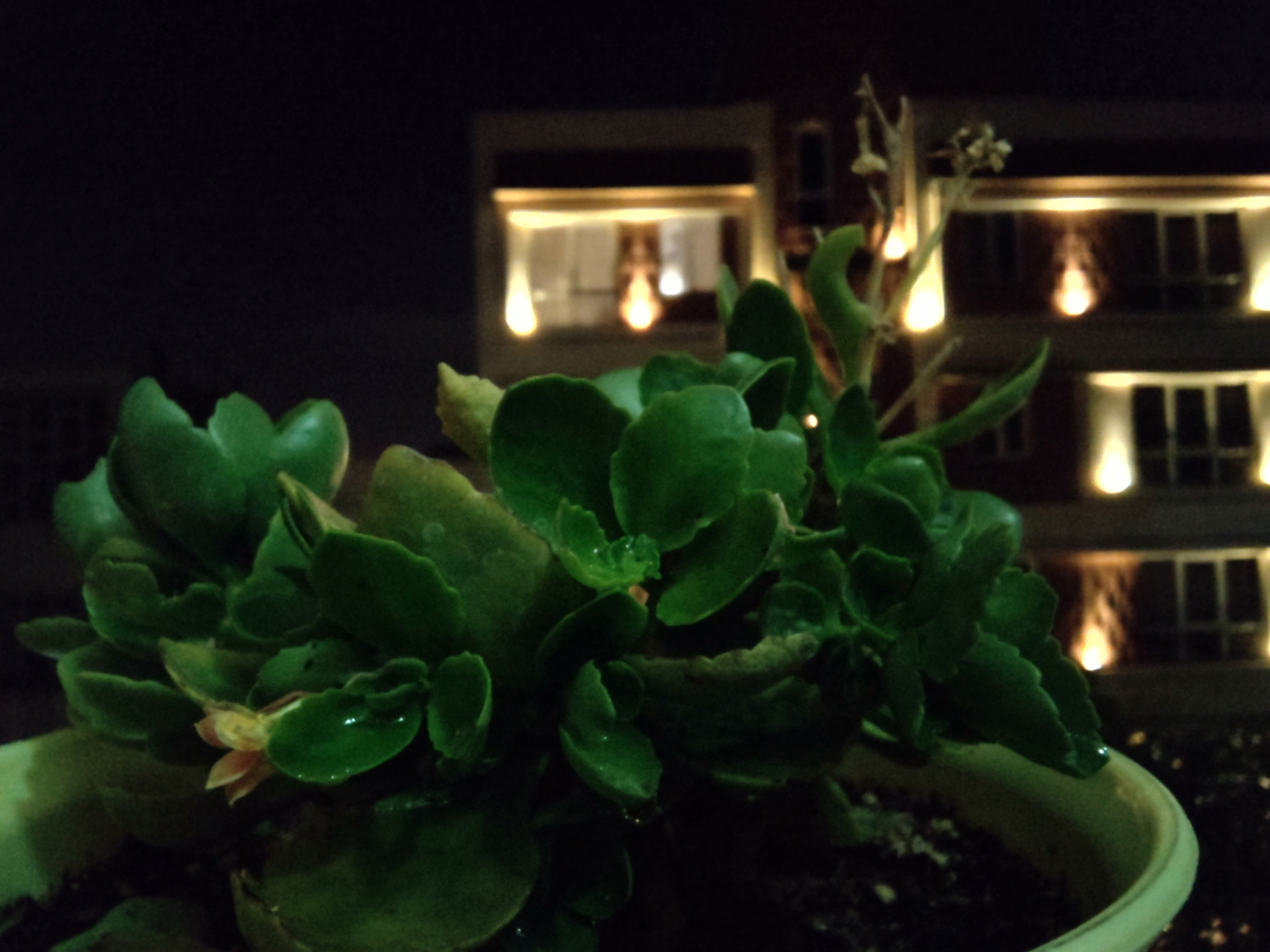 عکس نمونه با دوربین سرفیس دوئو در نور کم - گلدانی در تاریکی