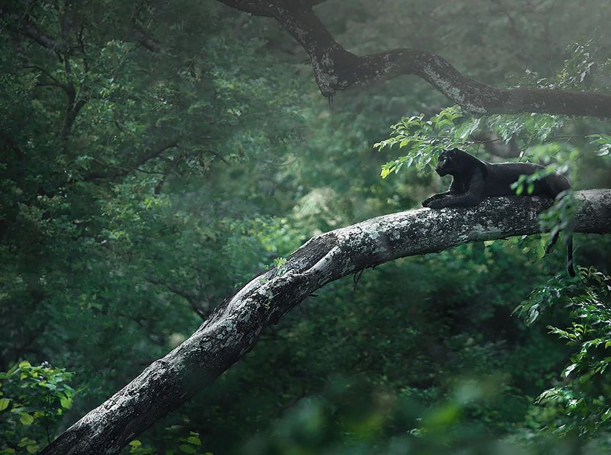 پلنگ سیاه روی درختی در جنگل هند جنوبی/ شاز جاگ